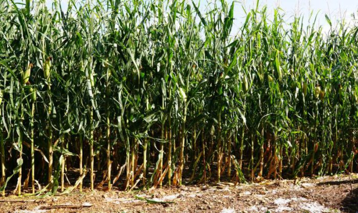 El maí­z es uno de los cultivos más afectados.