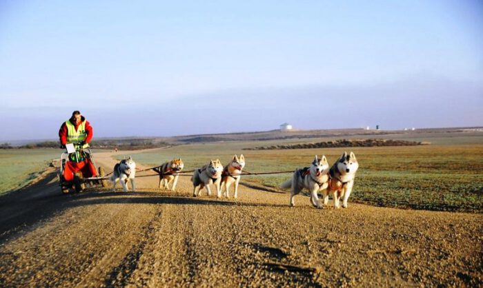 Entrenamiento del club Mushing Monegros.