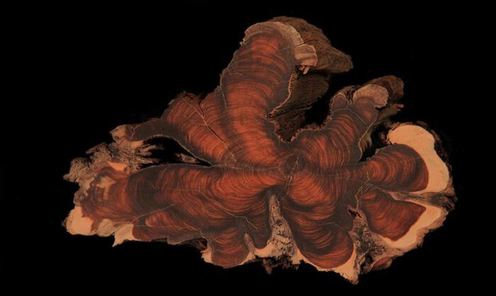 Corte del tronco de una sabina negra.