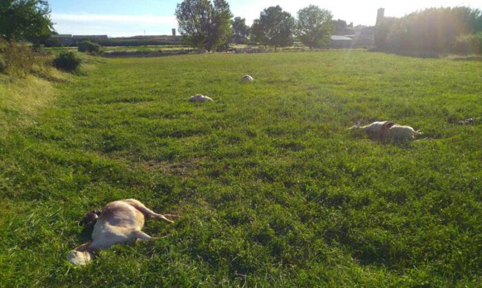 El ataque se produjo muy cerca de la población.