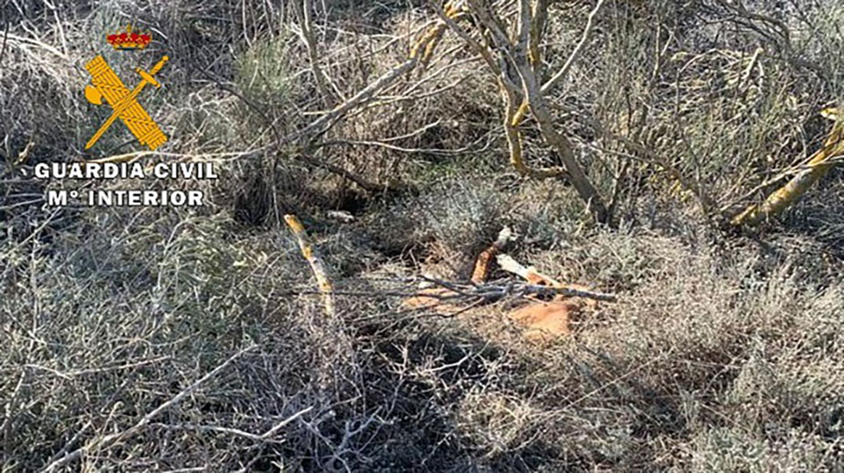 El cadáver de la podenca estaba tapado con ramas.