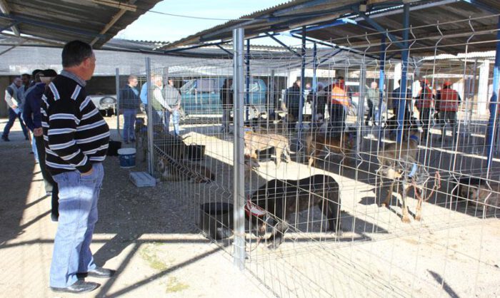 Exposición de perros organizada en la primera edición.