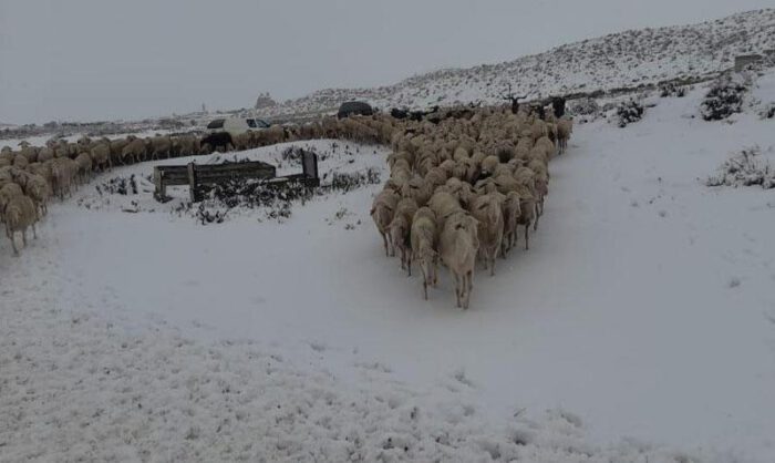 Imagen de una explotación de ovino en Farlete.