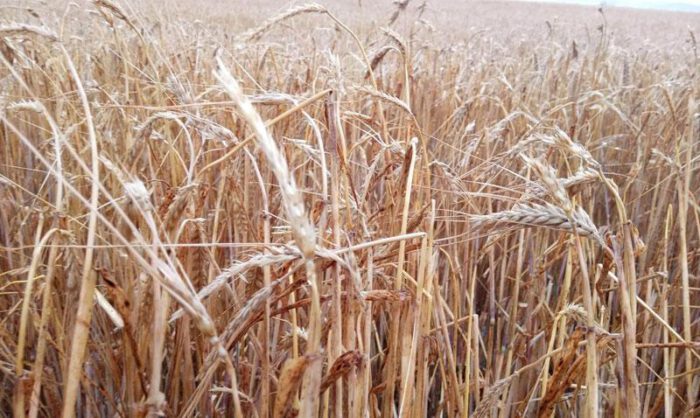 Imagen de uno de los campos afectados en Alcubierre.