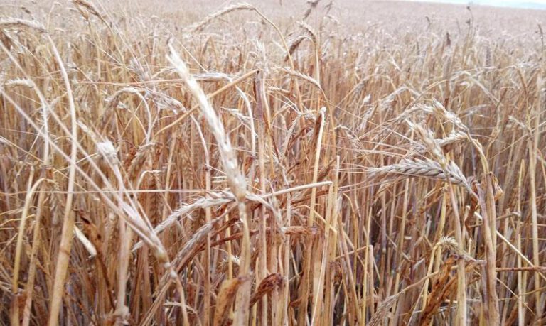 Imagen de uno de los campos afectados en Alcubierre. Imagen de uno de los campos afectados en Alcubierre.