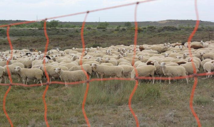 El rebaño estaba protegido por un pastor eléctrico.
