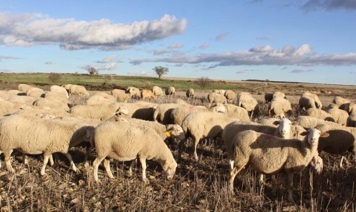 Imagen del rebaño atacado en Tardienta.