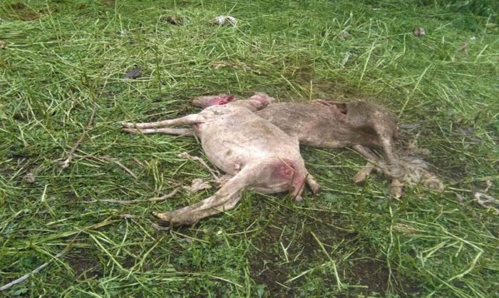 Imagen de dos de las ovejas muertas.