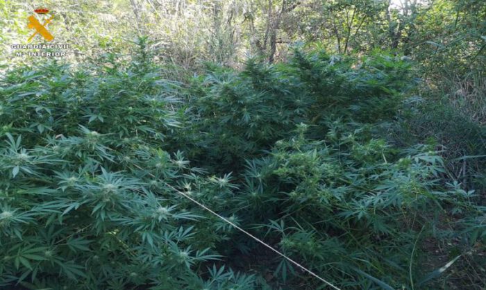 Imagen de las plantas localizadas en Alhama de Aragón.