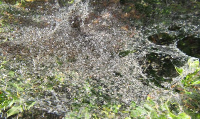 Imagen de los insectos atrapados en la telaraña. C.Escuer.