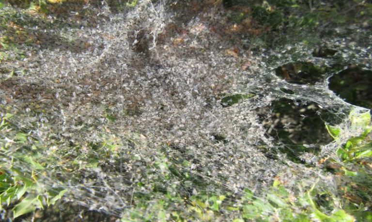 Imagen de los insectos atrapados en la telaraña. C.Escuer. Imagen de los insectos atrapados en la telaraña. C.Escuer.