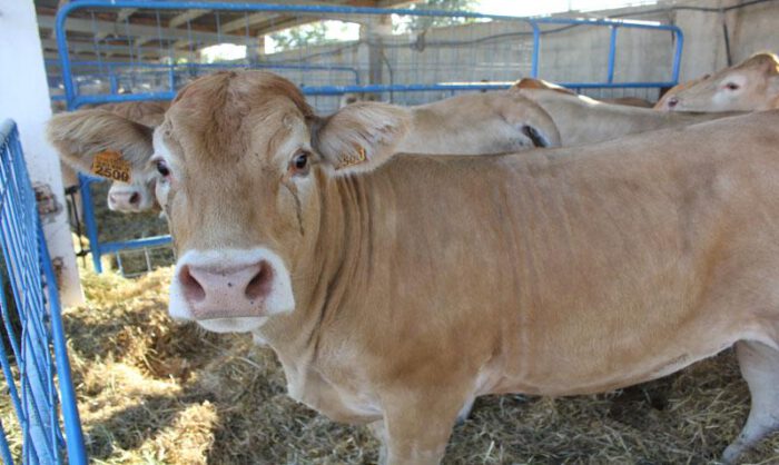 Se proyecta cerca del canal y tendrá 20.000 ejemplares.