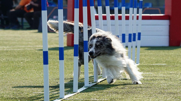 agility_farlete