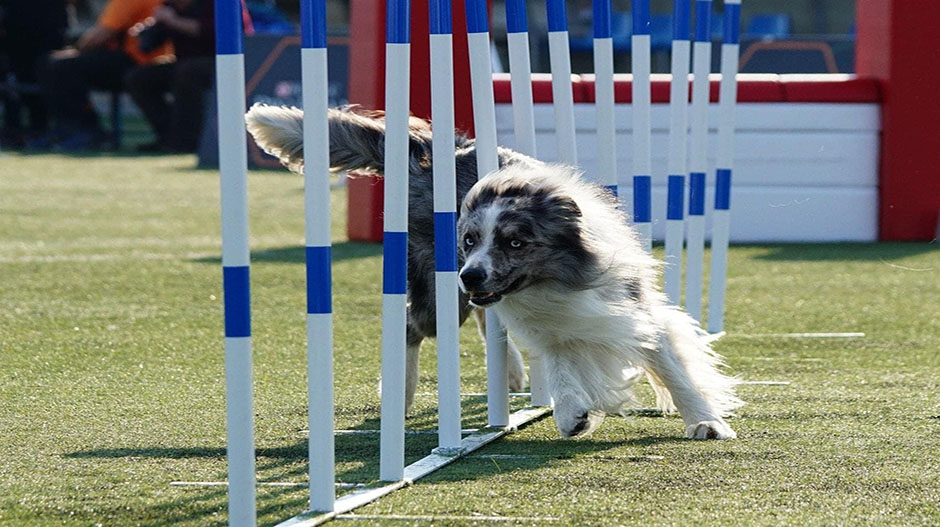 La exhibición dará comienzo sobre las 16.30 horas y contará con perros de diferentes razas.