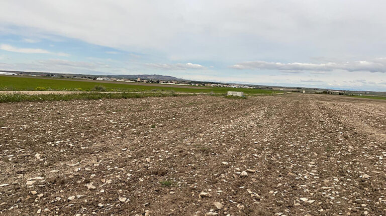 campos_sector_viii_bujaraloz