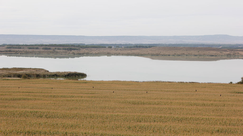 Una de las actividades tendrá lugar en el centro de interpretación de La Laguna de Sariñena.