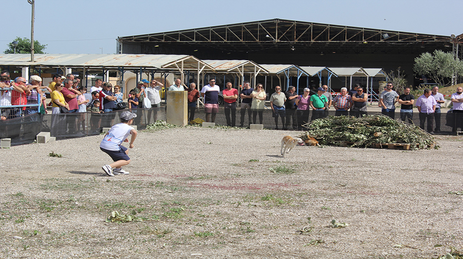 Imagen de la exhibición de perros conejeros en el exterior del recinto ferial de Sariñena.