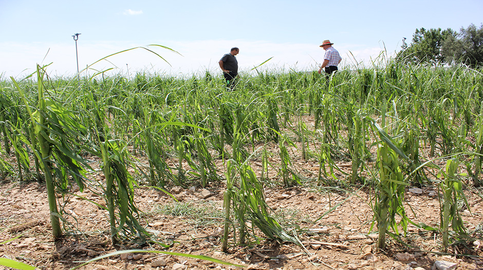 Jesús Arruego y Antonio Calvo, al fondo, observando un campo de maíz afectado por el granizo en Montesusín.