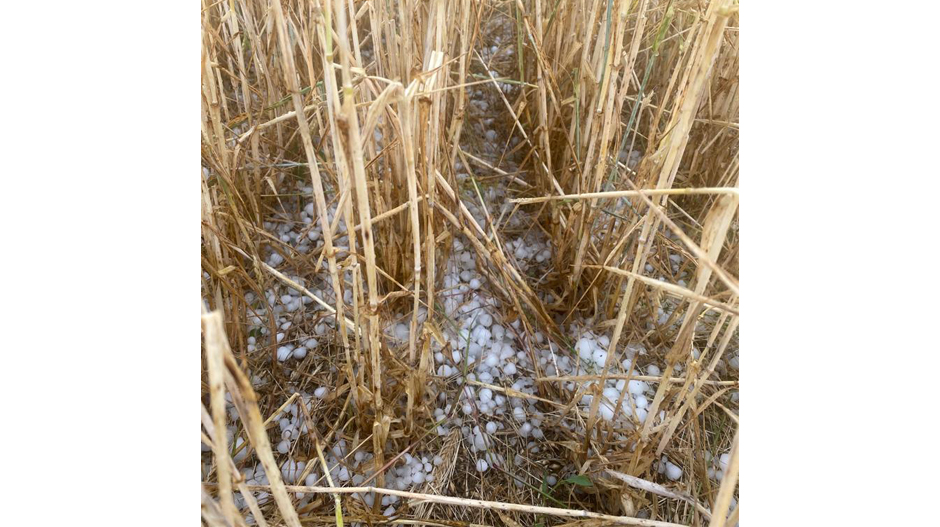 Imagen del granizo acumulado en una parcela de cebada de Senés.