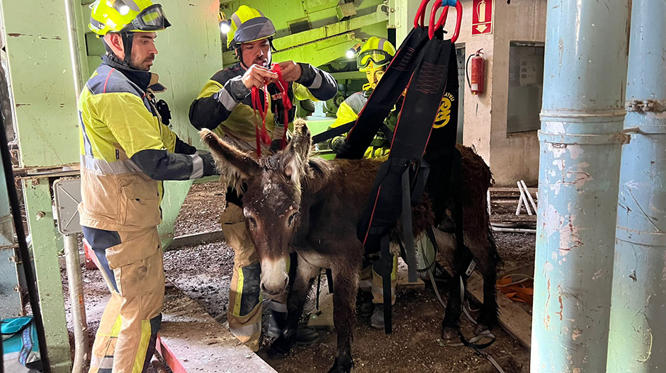 Los bomberos han sacado al animal con un arnés especial.