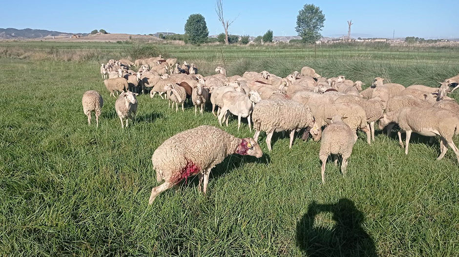 El ataque ha dejado casi una veintena de animales heridos.