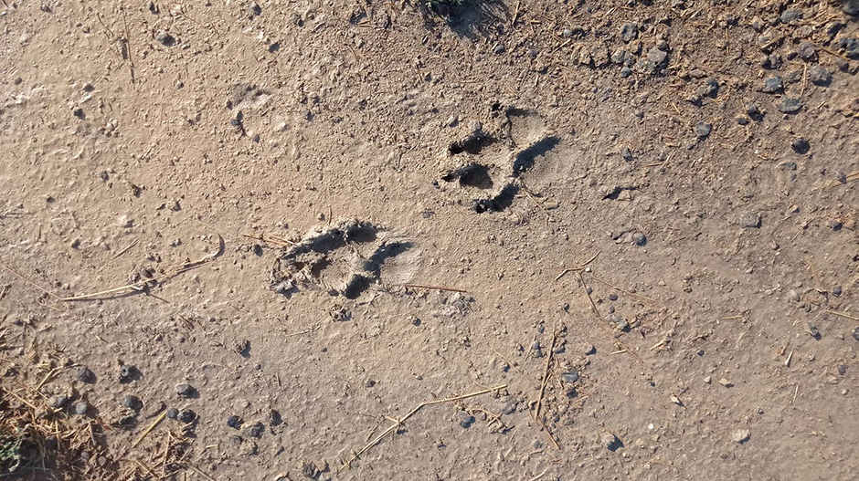 Imagen de las huellas encontradas junto al lugar del ataque.