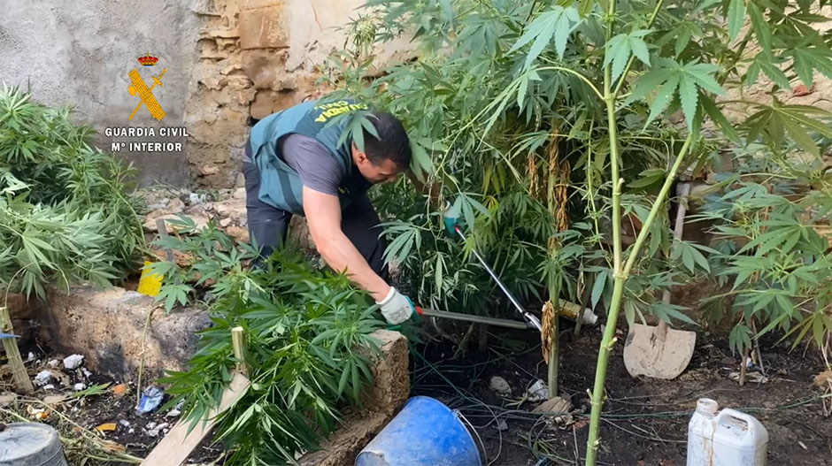 Algunas de las plantas medían más de tres metros. La plantación estaba en el patio interior.