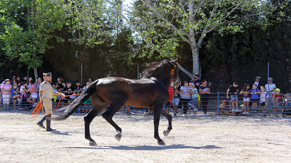 Una exhibición de caballos militares de cría ha animado la jornada inaugural.