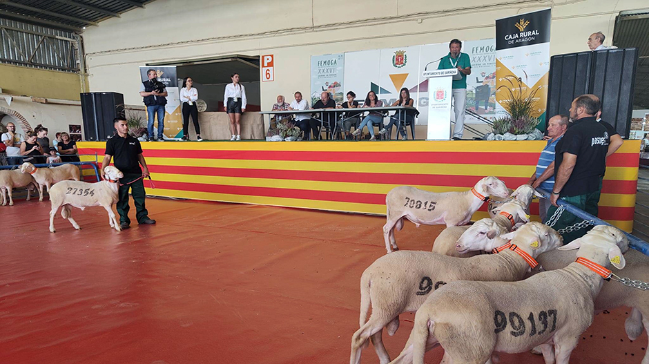 Los animales han sido presentados ante los ganaderos y el público.