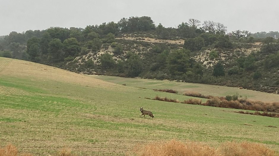 La imagen fue captada por un trabajador que vertía purín en la finca anexa.