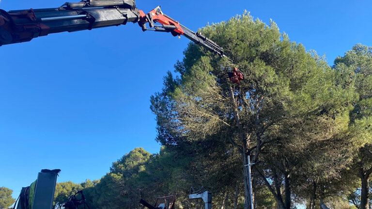 pinos_tala_frula