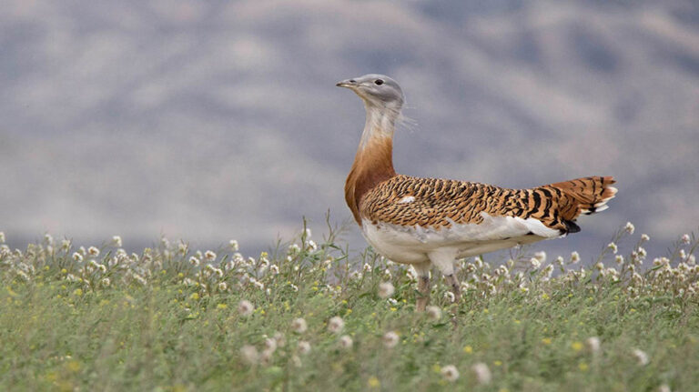 Avutarda fotografiada en un paraje de Los Monegros_borja_duarte