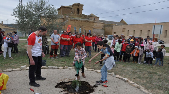 plantacion_sabina_sijena_03