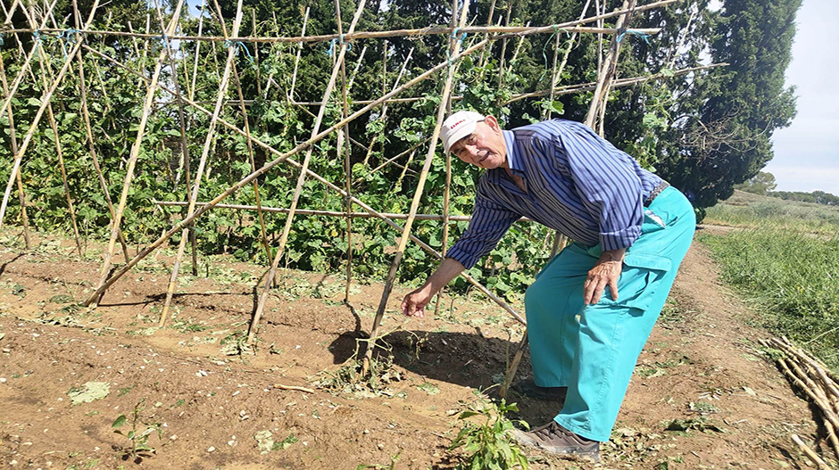 Adolfo Jiménez, vecino de Frula, muestra el estado en el que han quedado sus tomateras.