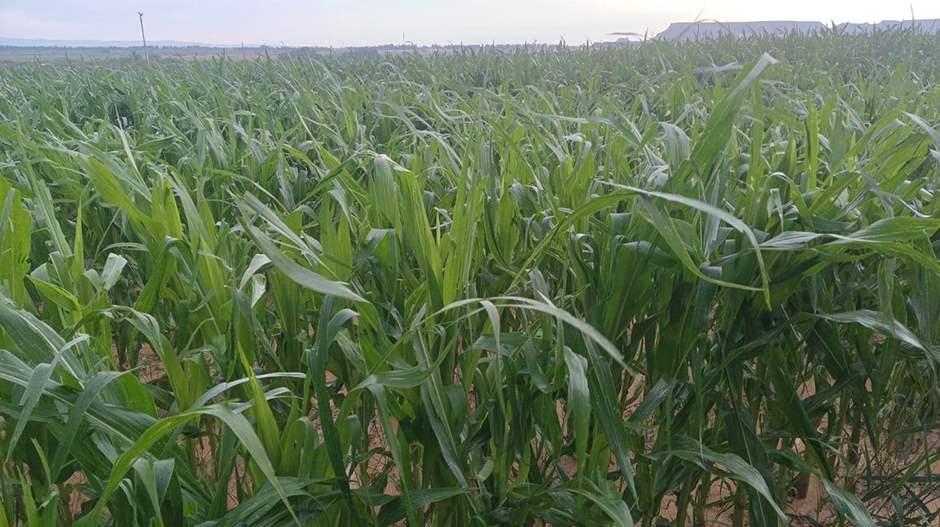 Imagen de uno de los campos de maíz afectado por la tormenta de granizo y viento.