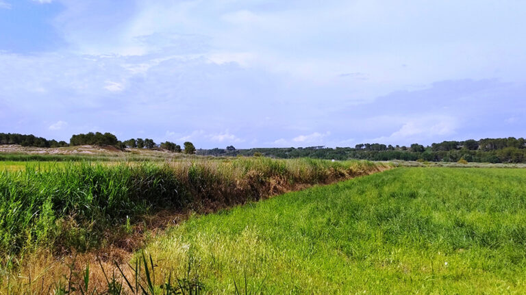 campos_cultivo_san_juan