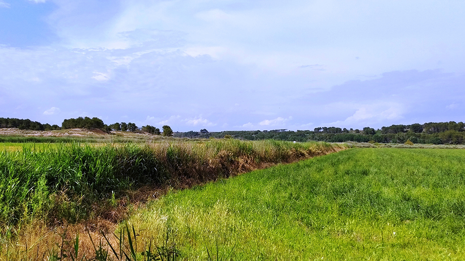 Imagen de campos de cultivo en las inmediaciones de San Juan del Flumen.