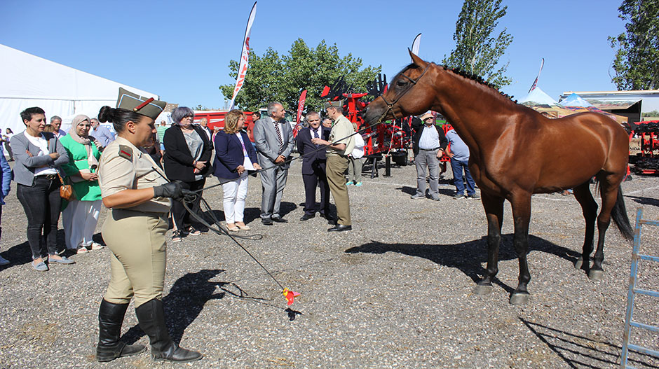 Dentro de la jornada inaugural, ha tenido lugar una exhibición del Centro Militar de Cría Caballar de Zaragoza.