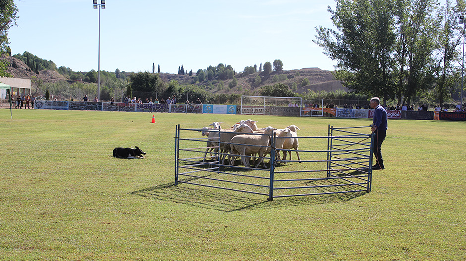 Por segundo año, el público ha podido disfrutar del concurso de perros pastores.
