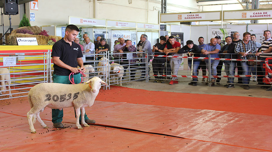 De nuevo, las subastas de ovino han incluido la presentación de los animales uno a uno.