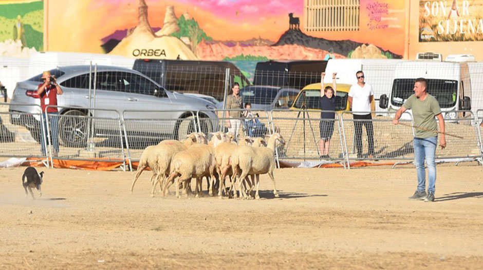 Imagen de la primera edición del campeonato de perros pastores.