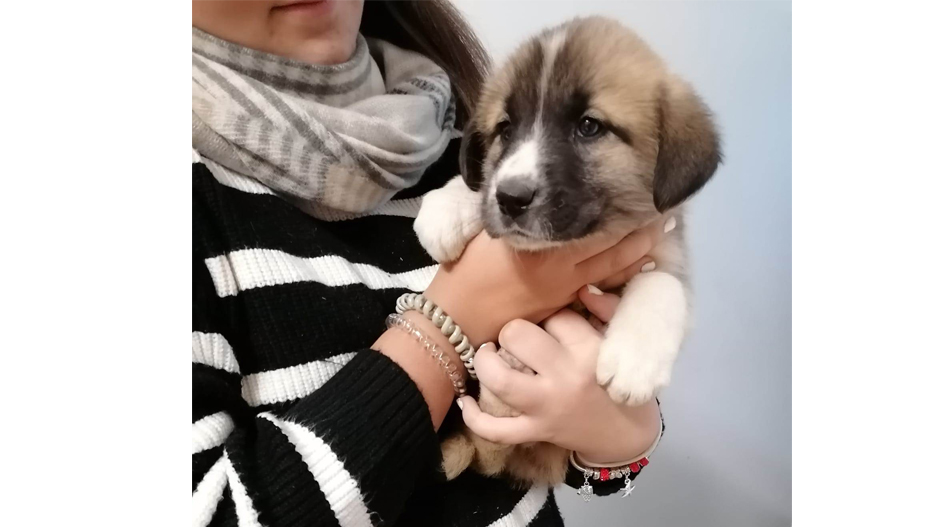 Imagen de uno de los cachorros en brazos ya de su nueva propietaria.