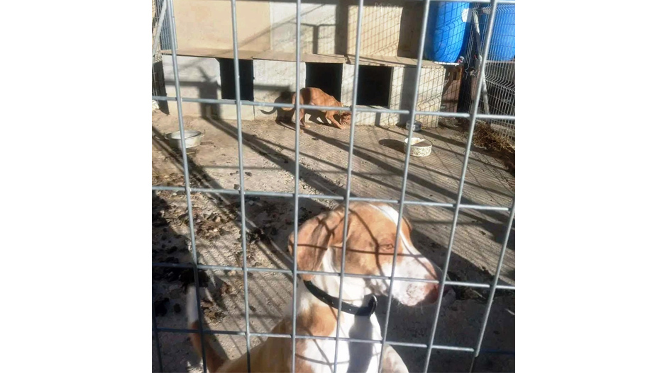 Los perros están ubicados en el barrio de la estación de Sariñena. Imagen: PACMA