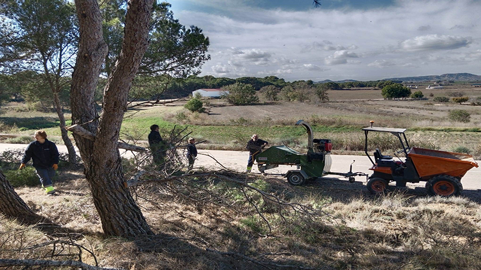 Alumnos-trabajadores llevando a cabo labores de limpieza, poda y aclareo en uno de los pinares.