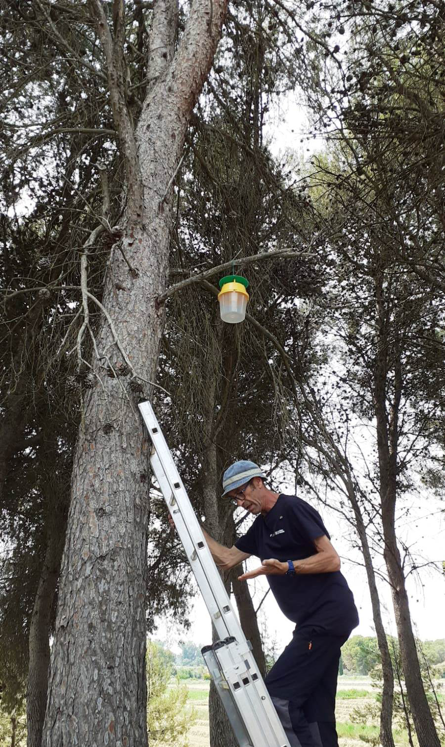 Imagen del control integral y ecológico contra la procesionaria de los pinos.