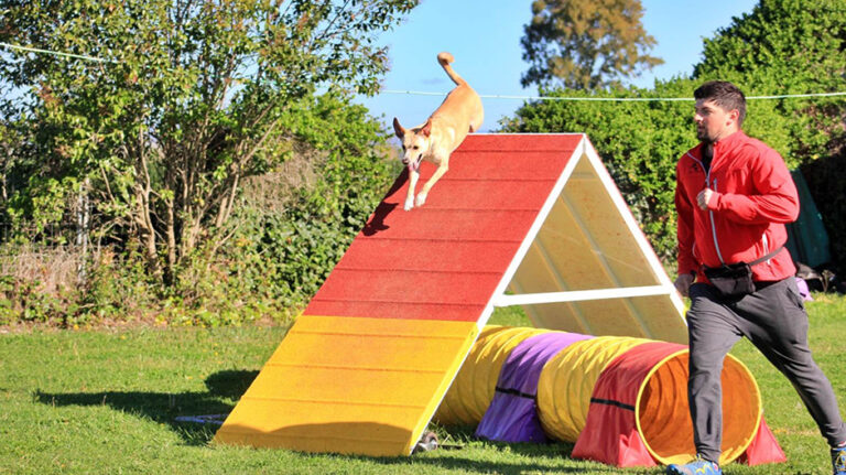 agility_competicion (2)