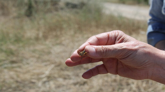 PLAGA_LANGOSTAS_FARLETE (3) copia