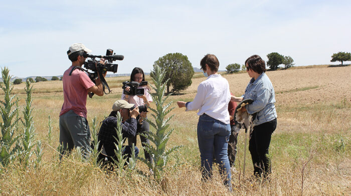 PLAGA_LANGOSTAS_FARLETE (4) copia