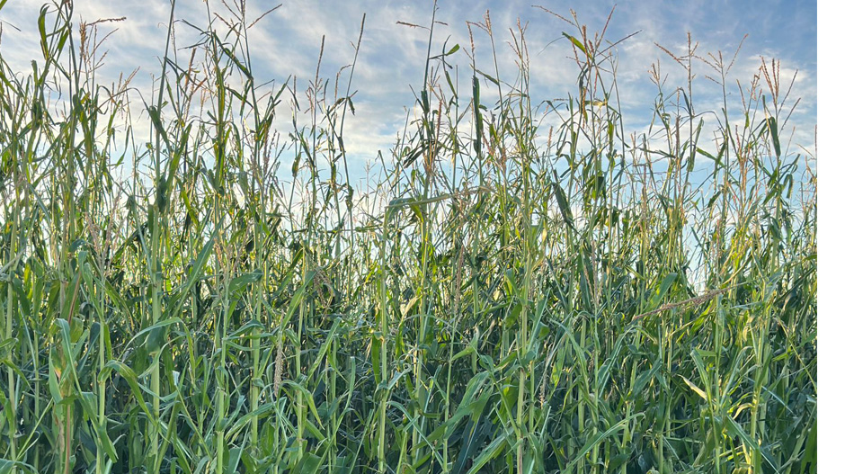 Hay unas 2.000 hectáreas de maíz y alfalfa afectadas.