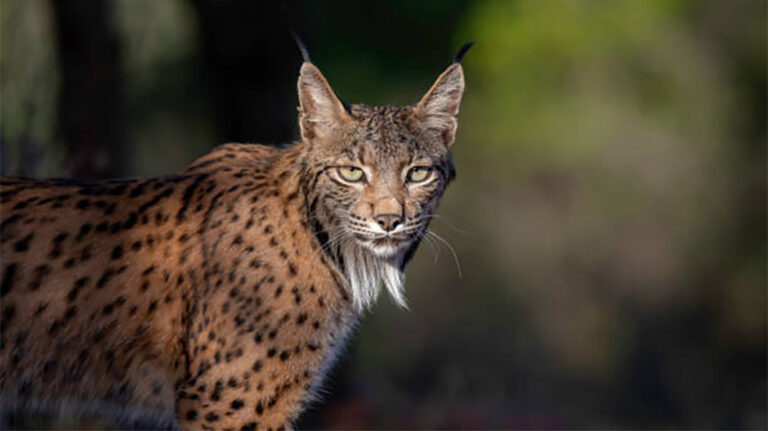 lince_foto_libre_uso copia